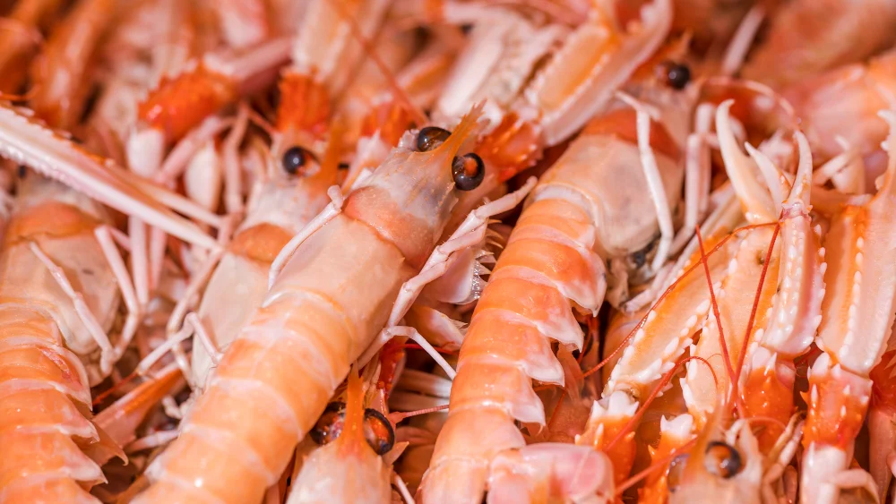 Primo piano di scampi di Mazara del Vallo freschi, pescati in modo sostenibile e distribuiti da De.Ga Fish.