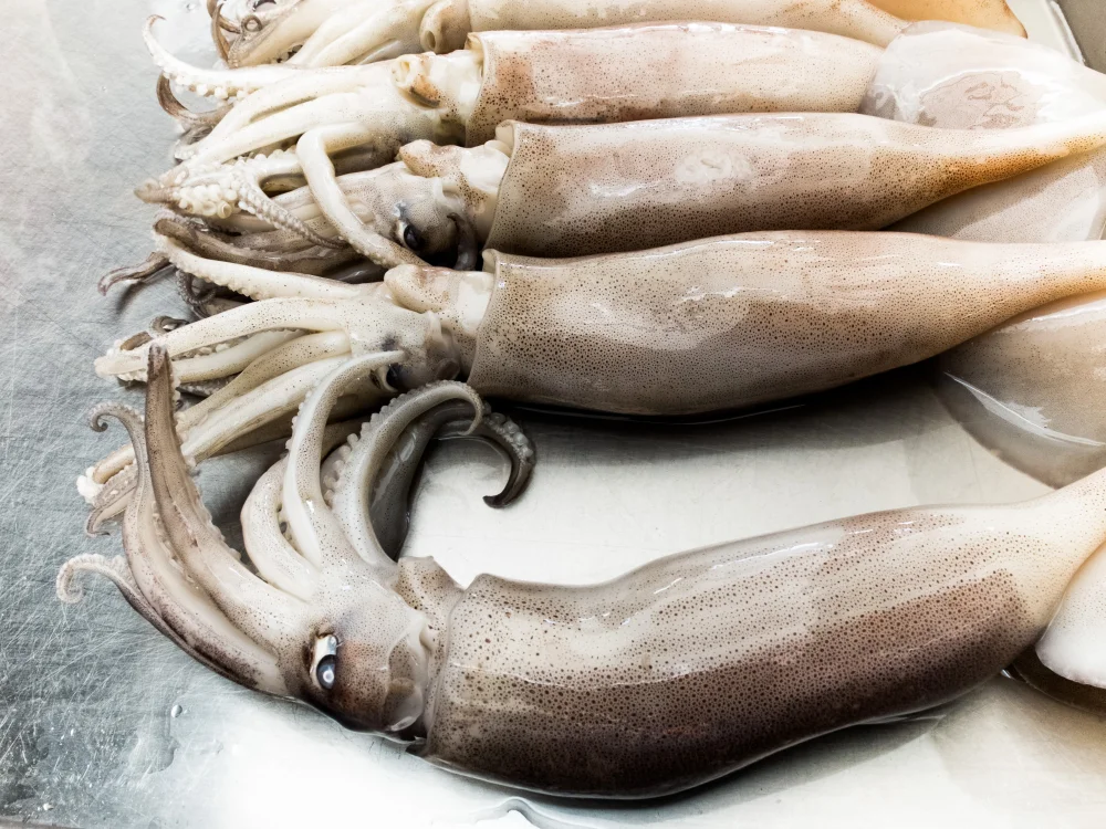 Calamari surgelati interi di alta qualità, pronti per la fornitura a ristoranti e pronti alla cottura con De.Ga Fish.
